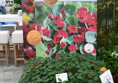 De Baby rose welke voor zowel de hobbyist als voor de professionele tuinder geschikt is. Dit plantje heeft de AAS award gewonnen in Amerika en was ook genomineerd voor de FleuroSelect award. En als klap op de vuurpijl zijn de bloemen eetbaar en hebben wat van radijsje weg, heerlijk voor een bloemige salade dus.